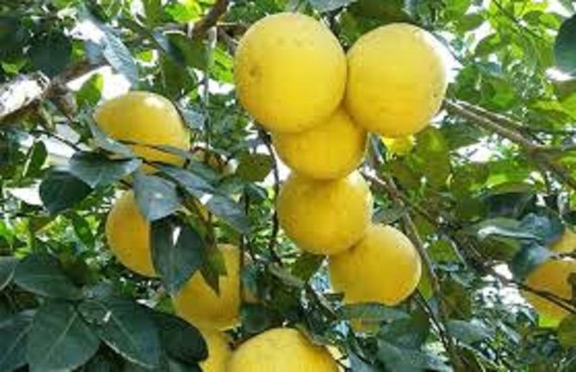 Cây BƯỞI PHÚC TRẠCH