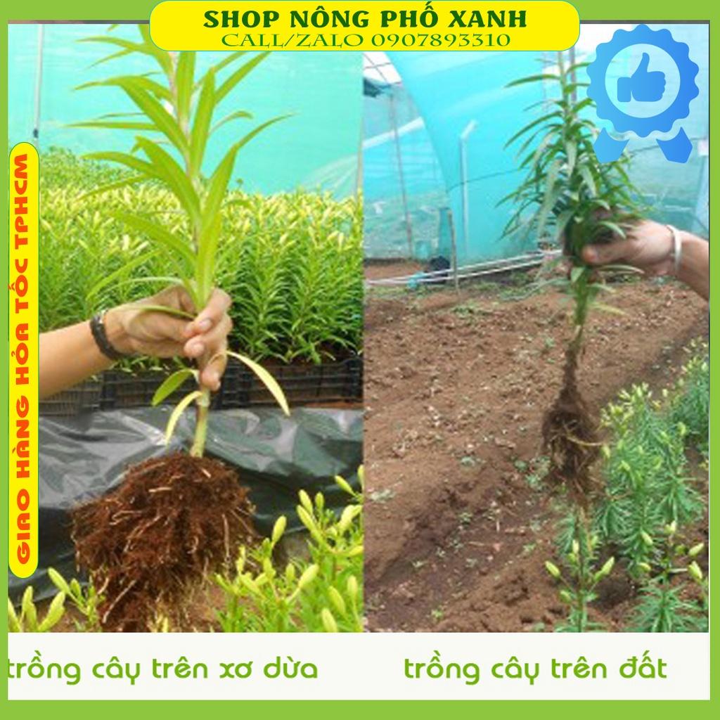 Thùng 24 Viên Đất Nén Hữu Cơ Viên Nén Mụn Dừa Bánh Nén Xơ Dừa 450Gr Ươm Hạt Giống Rau Củ Quả, Trồng Rau, Cây Cảnh