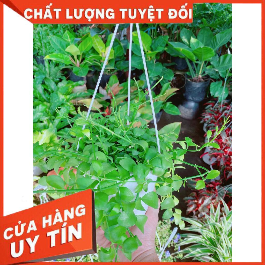 Chậu đô la giỏ treo Nhiều Người Mua