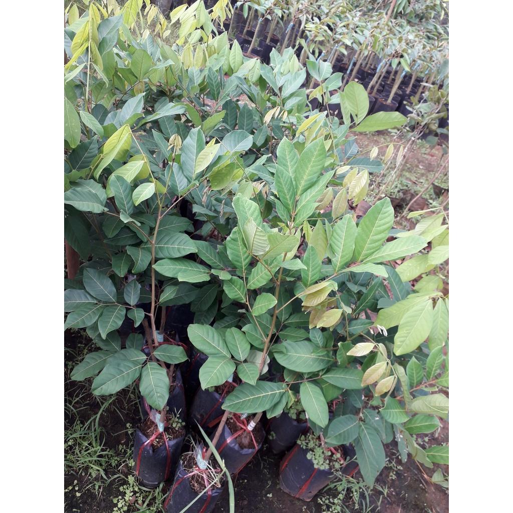 CÂY CHÔM CHÔM THÁI TRƯỞNG THÀNH CAO 1,5 M