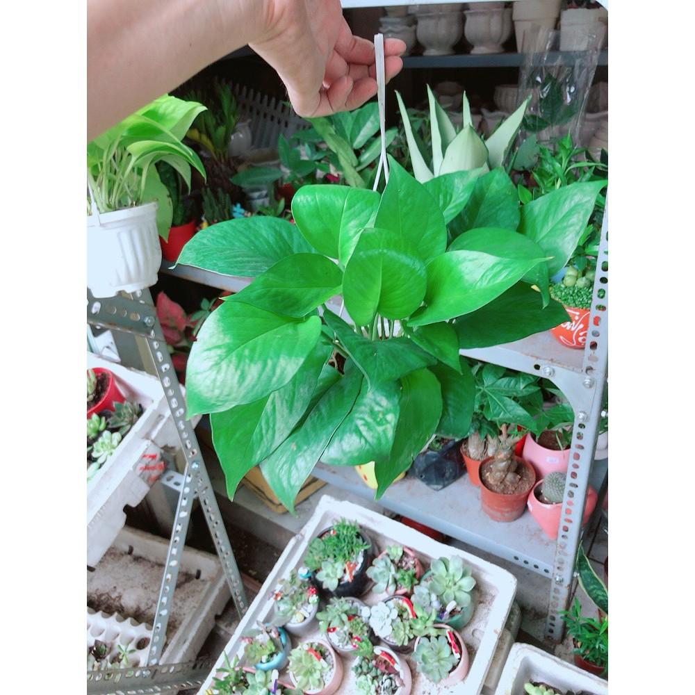 Chậu Trầu Bà Treo