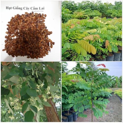 Hạt Giống Cây Cẩm Lai Lấy gỗ KNS3716 - Gói 10 hạt