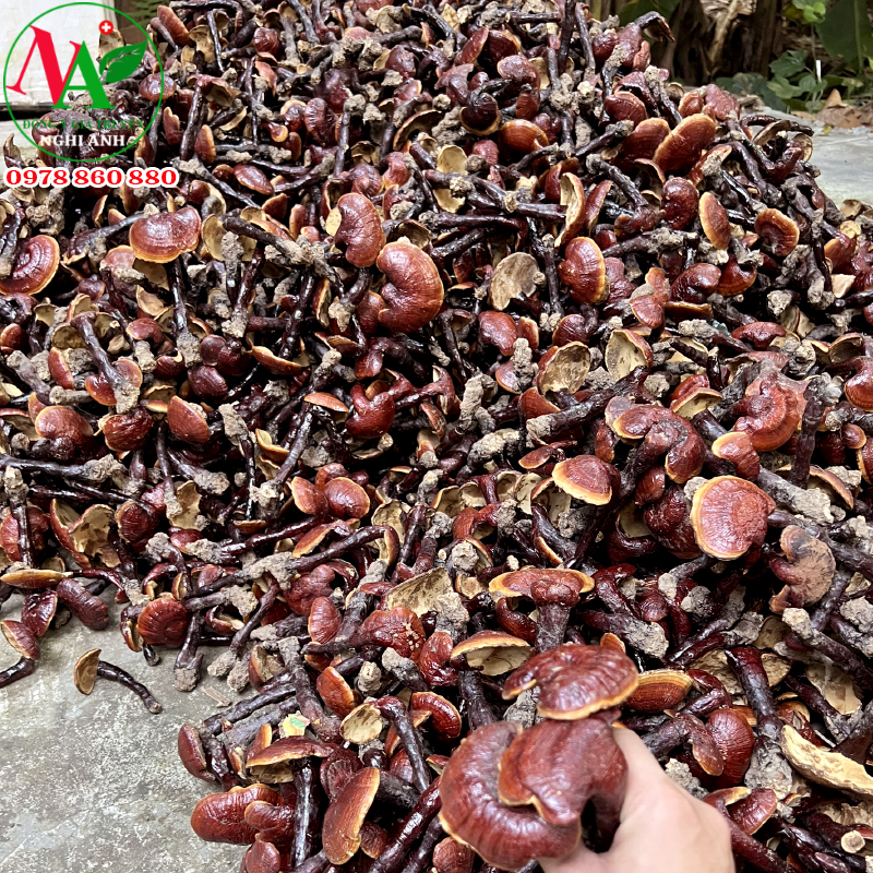 Nấm Lim Xanh Rừng Đông Y Nghi Anh 200gr giải độc gan tan mỡ máu, ổn định huyết áp tốt tim mạch