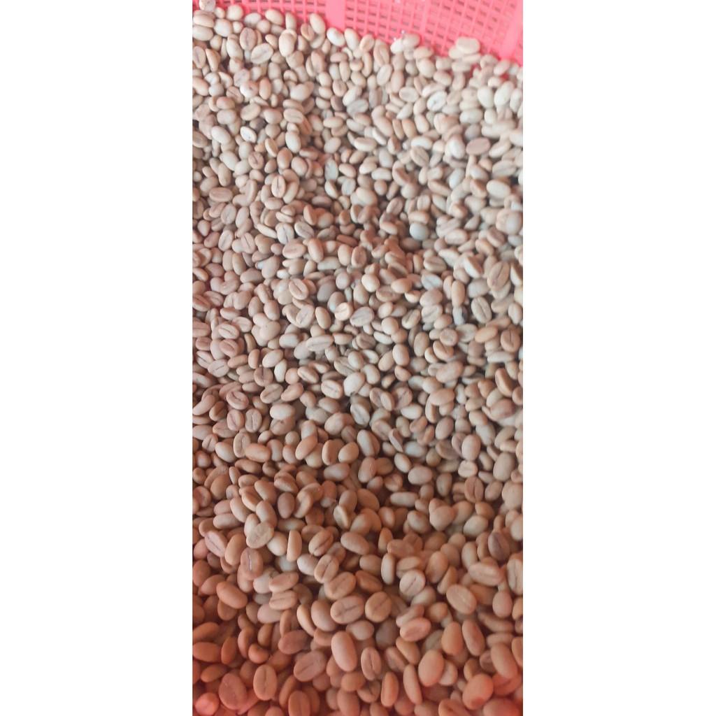 Hạt cà phê xanh lùn giống