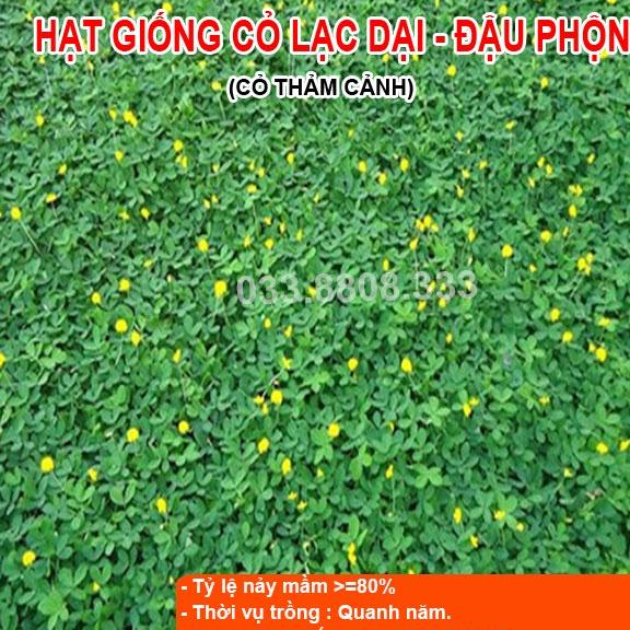 HẠT GIỐNG CỎ LẠC TIÊN 300 HẠT - CỎ THẢM CẢNH, CỎ TRANG TRÍ SÂN VƯỜN
