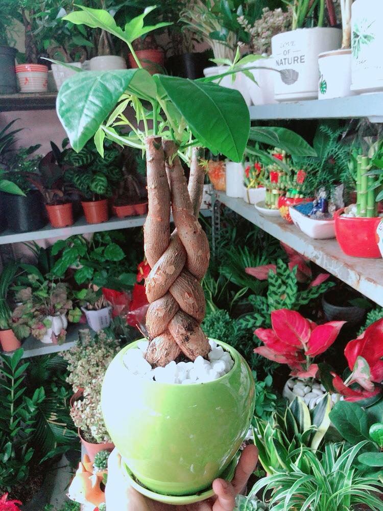 Chậu Cây Kim Ngân 3 Thân Thắt Bính