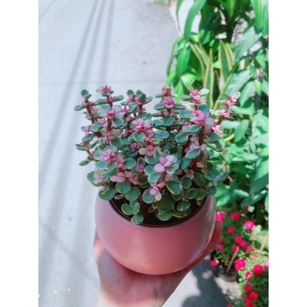 Chậu Cành Vàng Lá Ngọc