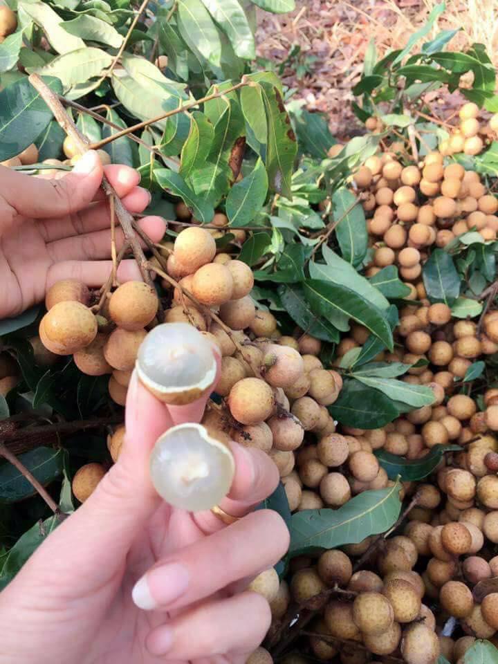 Cây NHÃN LỒNG MUỘN HƯNG YÊN ghép, cây giống chuẩn chuẩn giống cam kết chất lượng
