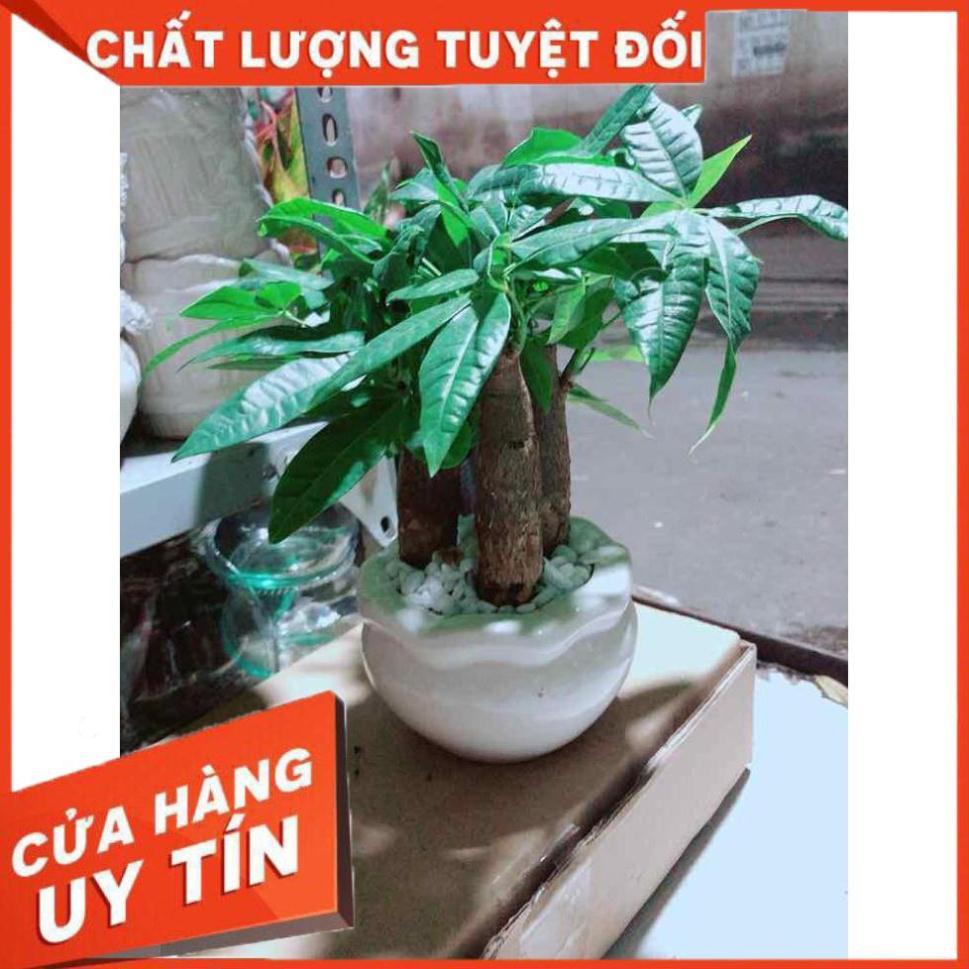 Chậu Kim Ngân 3 Thân Nhiều Người Mua