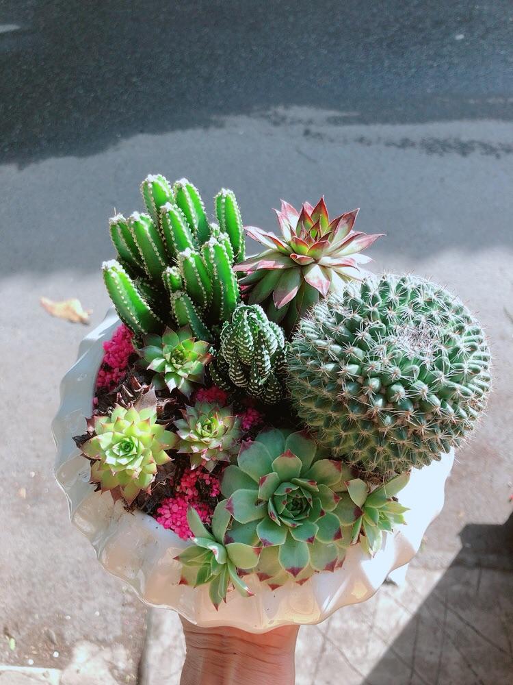 Chậu Xương Rồng Tiểu Cảnh