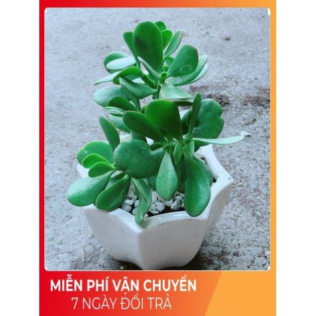 Chậu Ngọc Bích