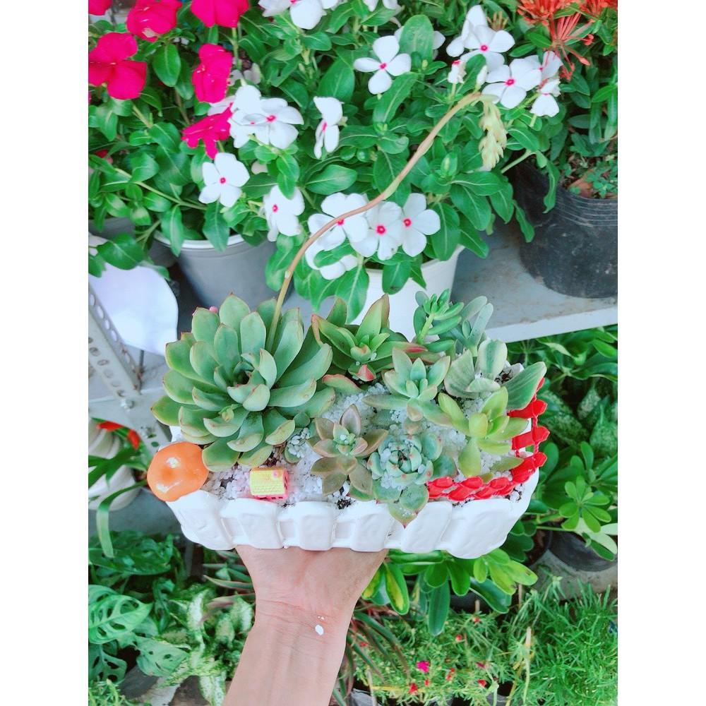 Chậu sen đá tiểu cảnh