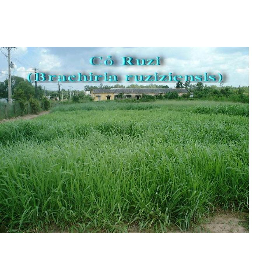 Hạt giống cỏ Ruzi - Cỏ chịu dẫm đạp