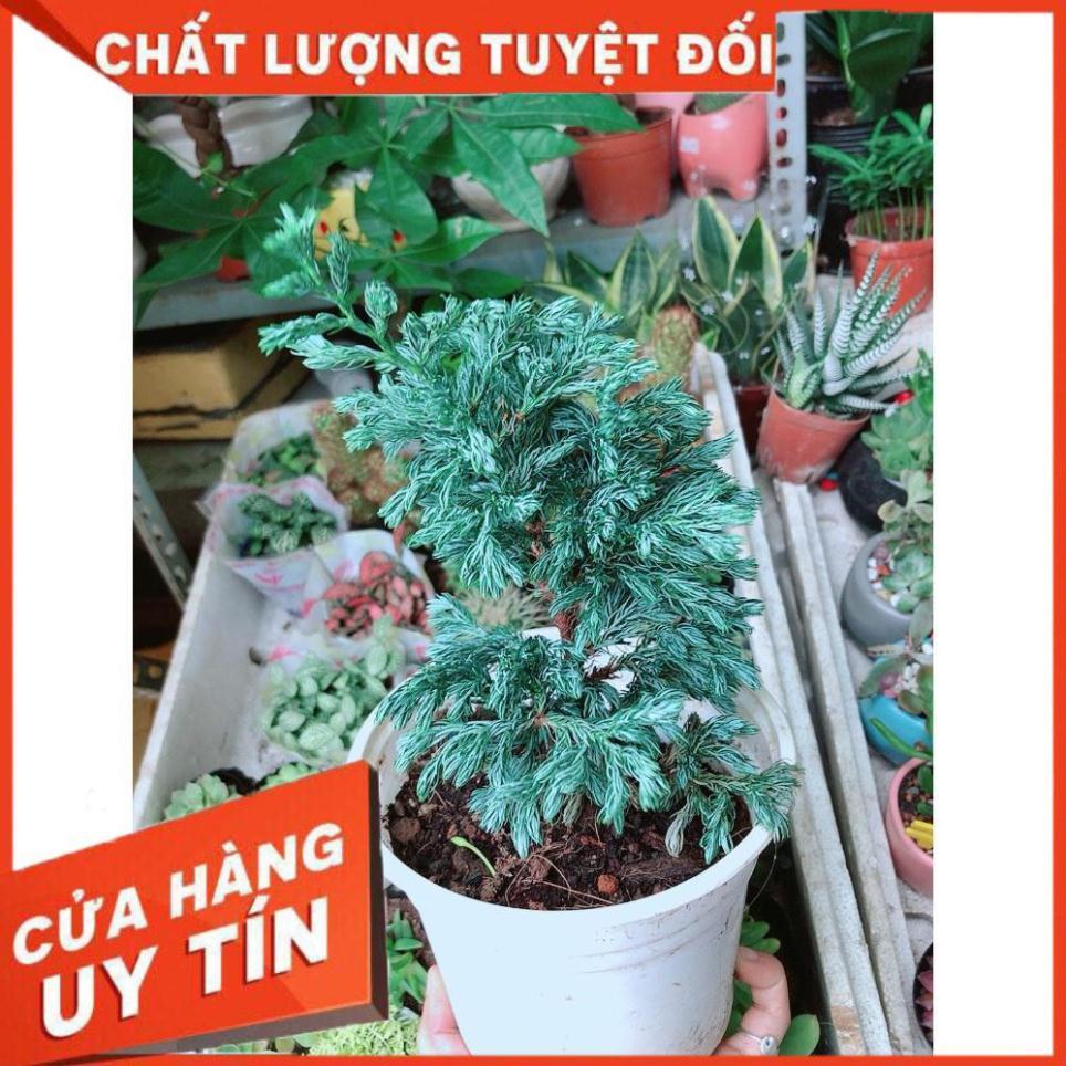 Cây Tùng Bạc Hay Tuyết Tùng