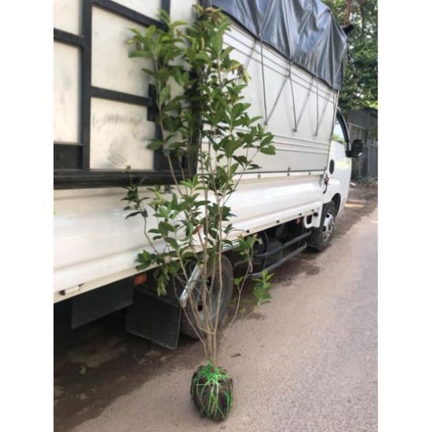 Cây hoa mộc hương thơm ngát cây khoẻ đẹp dễ trồng