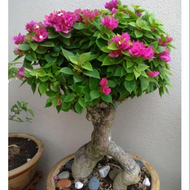 Hoa giấy Mỹ cây đang hoa- cây lớn, có đủ màu