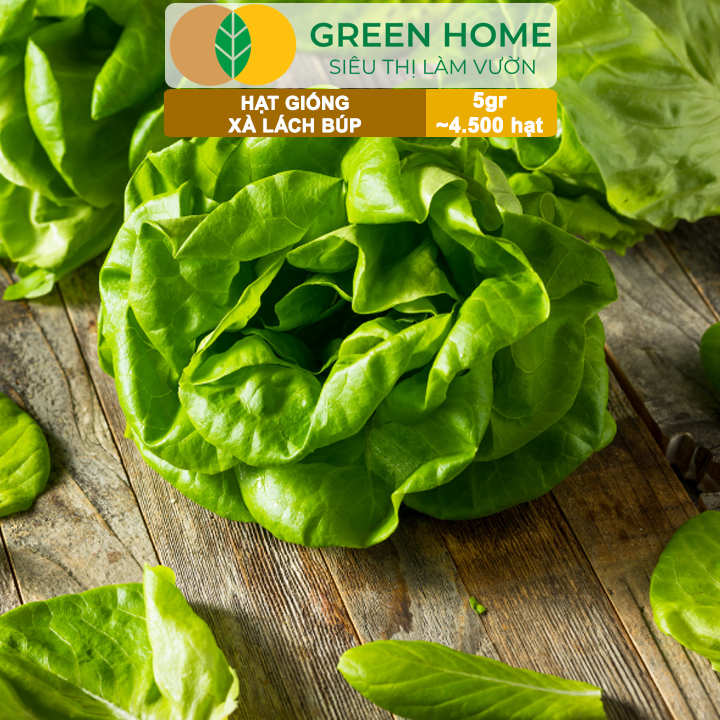 Hạt Giống Xà Lách Búp Greenhome, Gói 5gr~4500 hạt, Dễ Trồng Quanh Năm, Thu Hoạch Nhanh, Năng Suất Cao R20
