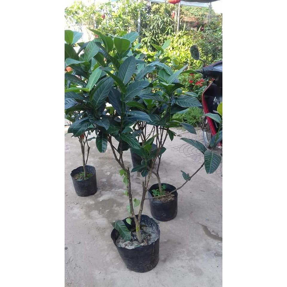 HOA HẢI ĐƯỜNG SẴN NỤ