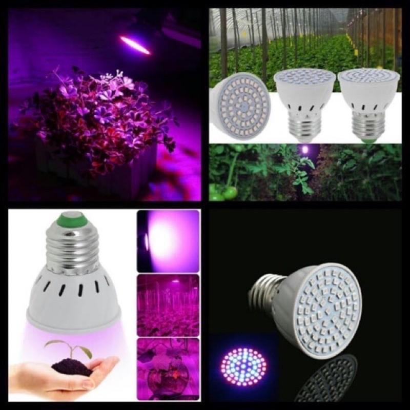 ĐÈN LED QUANG PHỔ TOÀN PHẦN TRỒNG CÂY-ĐÈN LED TRỒNG CÂY TRONG NHÀ CÓ KÈM ĐUI .