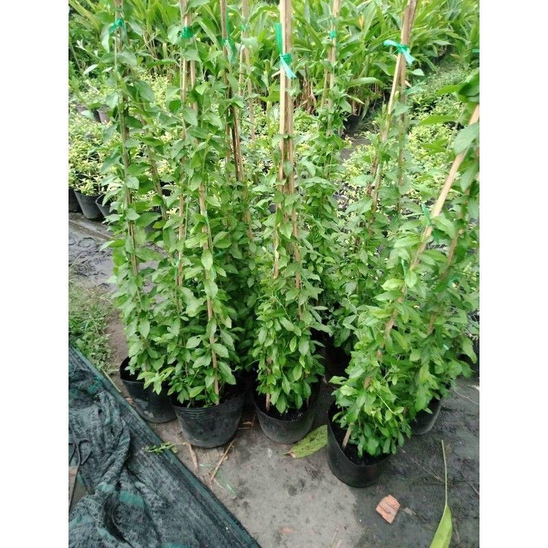 Cúc Tần Ấn Độ loại lớn