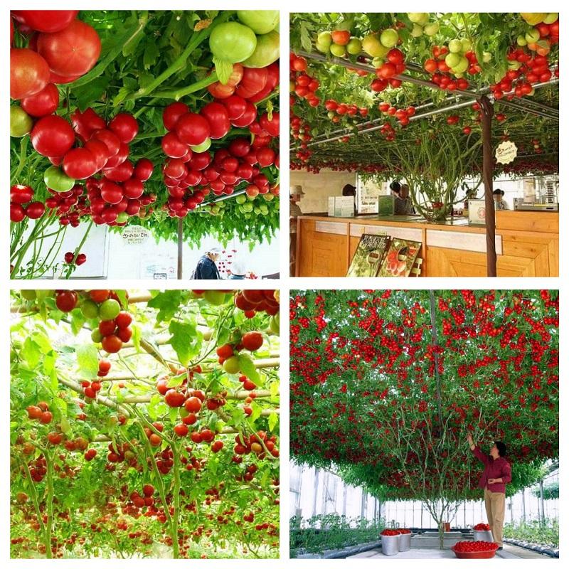 Hạt Giống Cà Chua Leo Giàn -