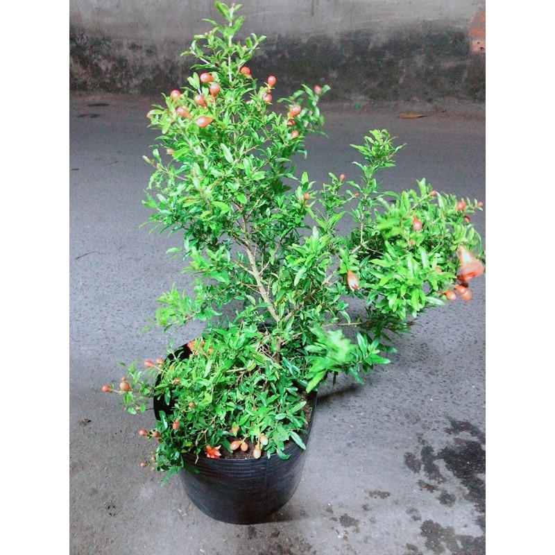 Cây Lựu Có Sẵn Bông