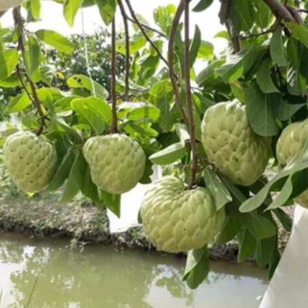 Cây na thái siêu trái