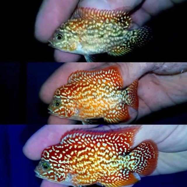 Cz19 Thức ăn lên màu nền 2tone cho cá la hán 100g - Hàng Thái Lan