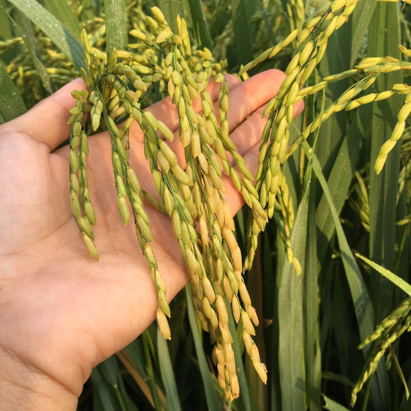 CHẮC HẠT CHAI 1 LÍT - Giúp hạt chắc tới cậy, hạt to tròn, vàng sáng, nặng kí, hạn chế lem lép hạt lúa.