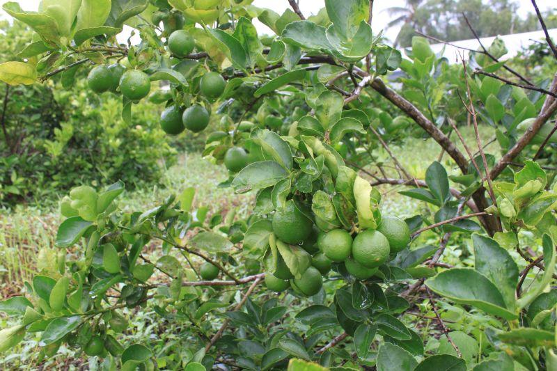 Cây CHANH TỨ QUÝ ghép