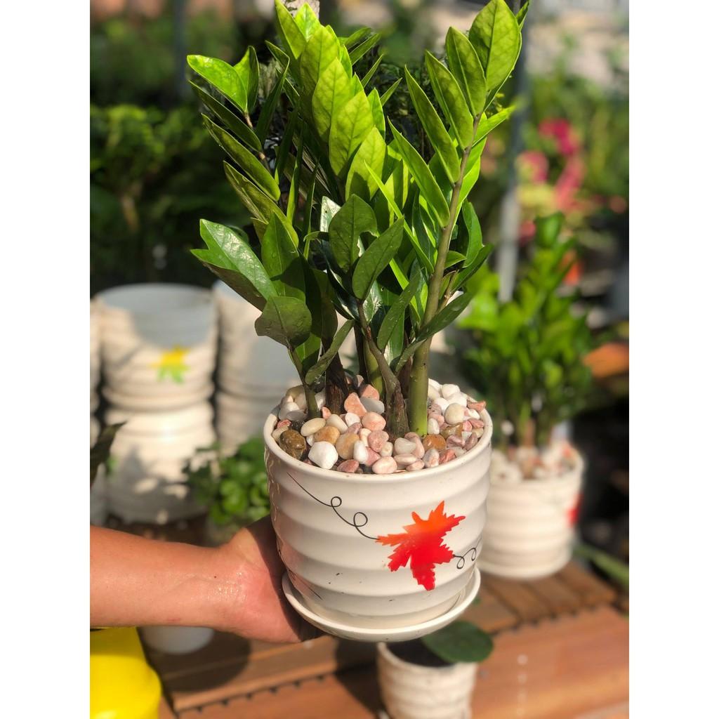 Chậu sứ cây Kim Tiền to tặng kèm đá trang trí