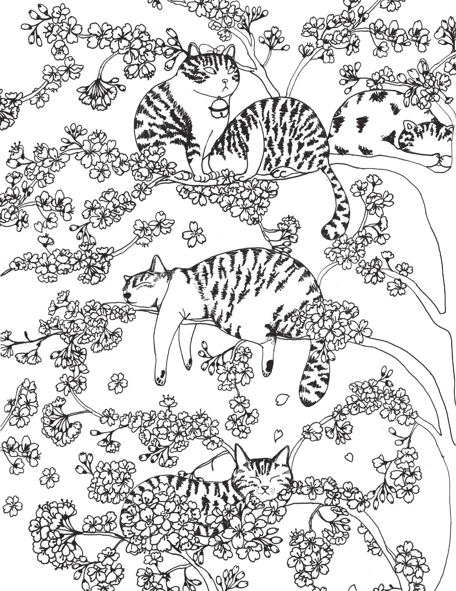 Sách - Meo Meo Phơi Nắng