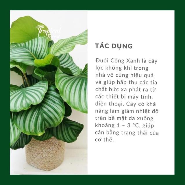 Cây đuôi công xanh táo cỡ to(50-60cm) lọc không khí, trang trí nhà cửa, quà tặng