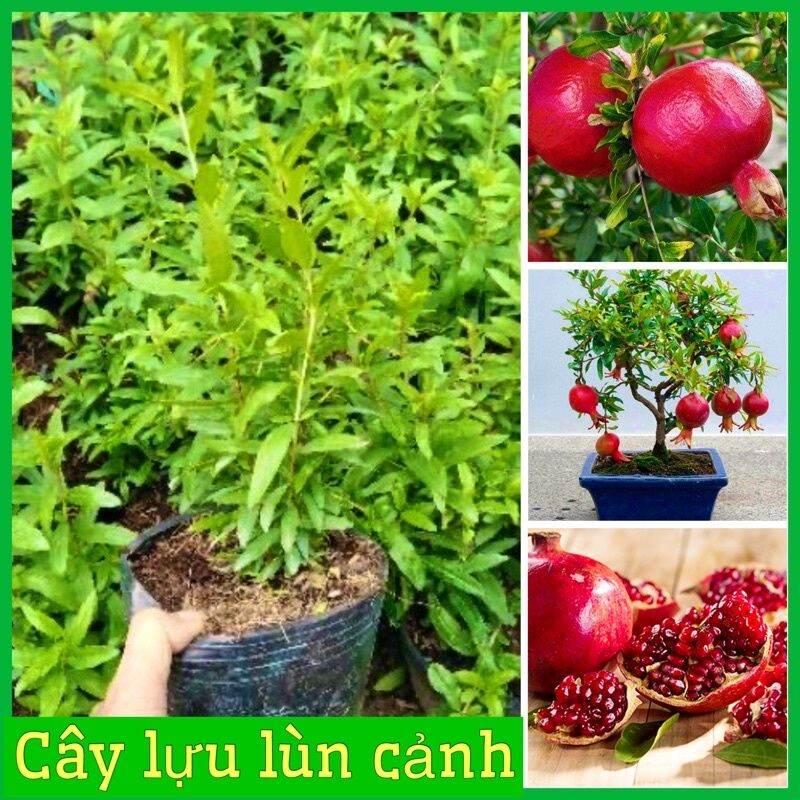 0Cây giống lựu đỏ lùn cảnh mini trồng chậu trang trí nhà