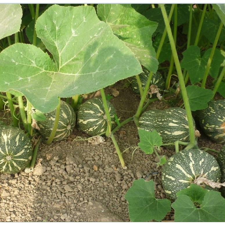 Hạt Giống Bí Đỏ Hạt Đậu F1 - 10 hạt/gói