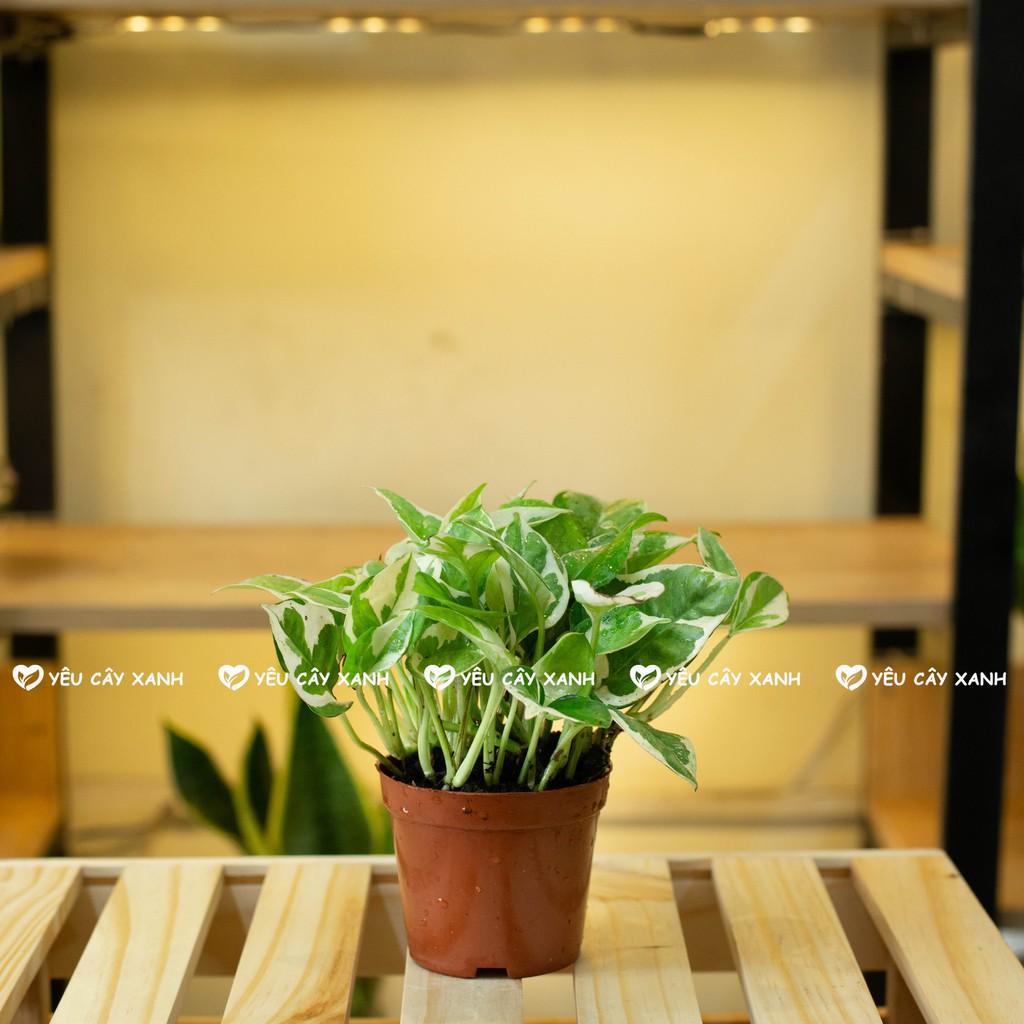 Cây Trầu Bà Cẩm Thạch để bàn - Cây Trầu Bà Sữa dễ chăm sóc