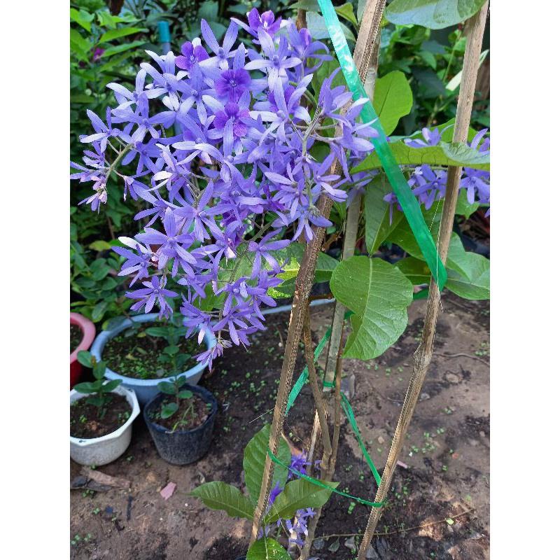 Cây hoa mai xanh thái