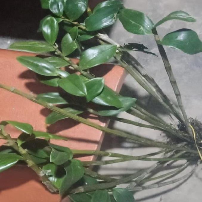 Hoa lan kiều tím- kiều thuỷ tiên