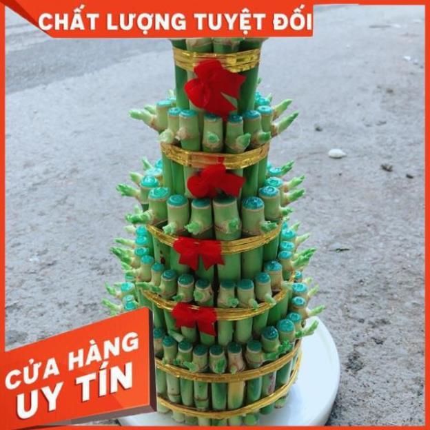 Cây Trúc Phát Tài Kèm Dĩa