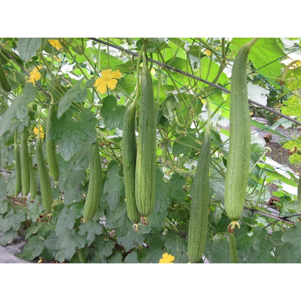 Gói 20 hạt giống Mướp Hương