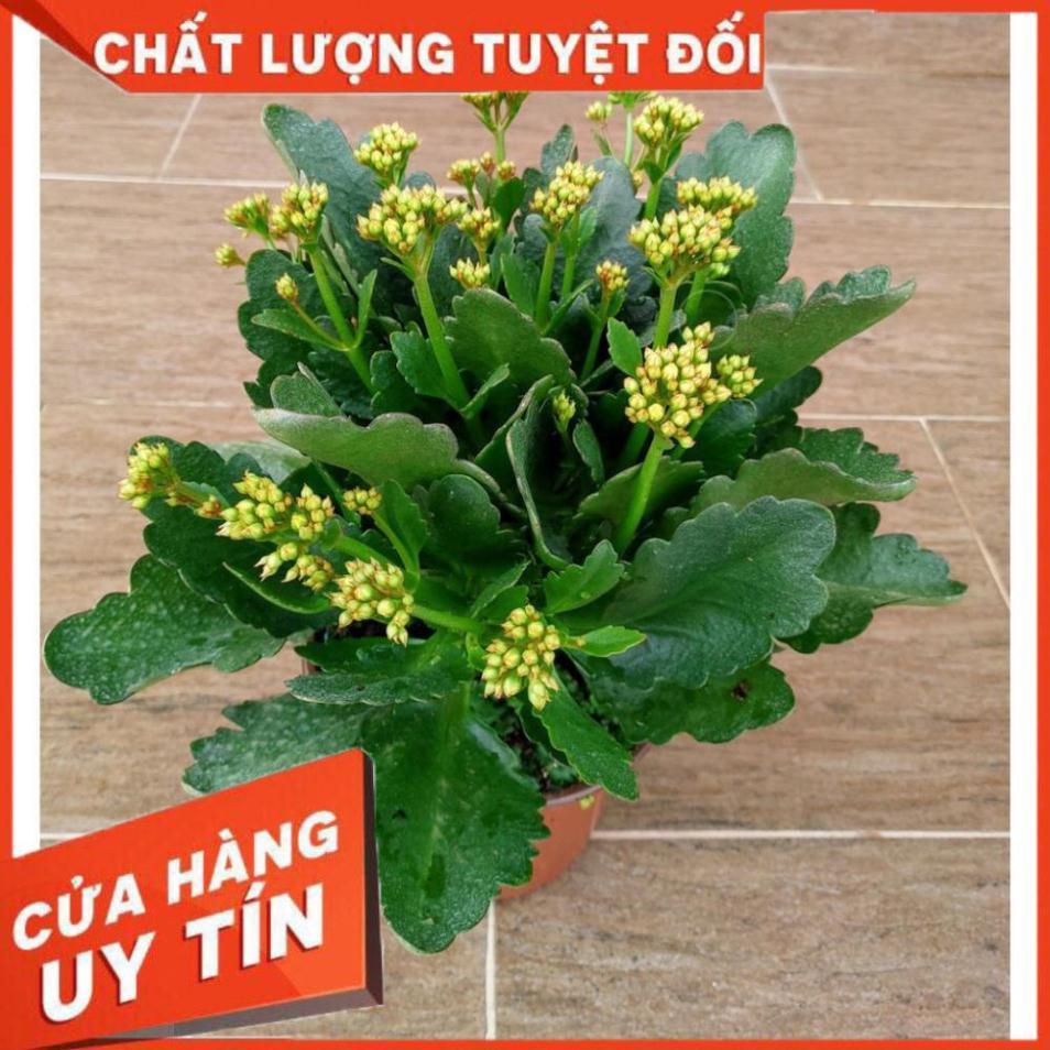 Cây Sống Đời