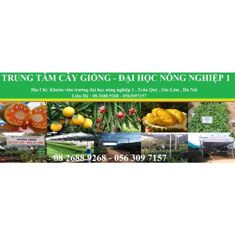 HÀNG GIỐNG CHUẨN Cây Mít Thái Siêu Sớm - Cây Ăn Quả - H2O Farm