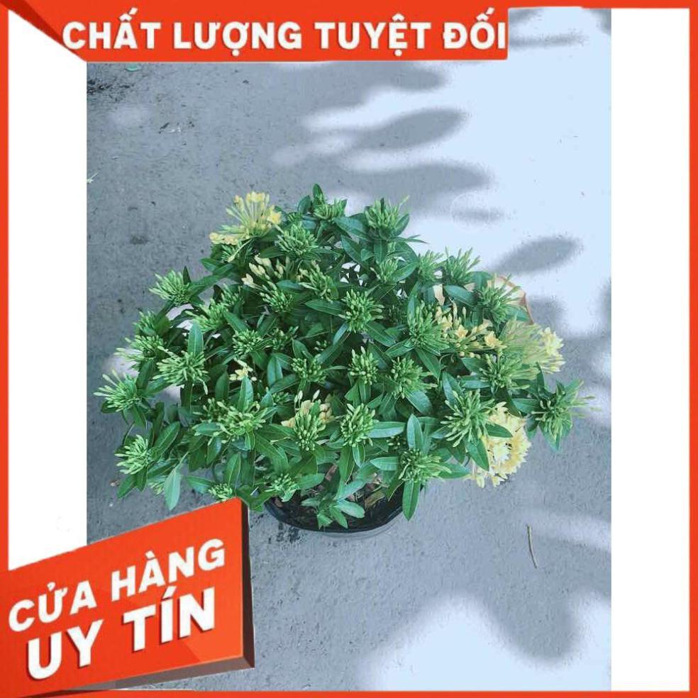 Cây Trang Thái Vàng Nhiều Người Mua