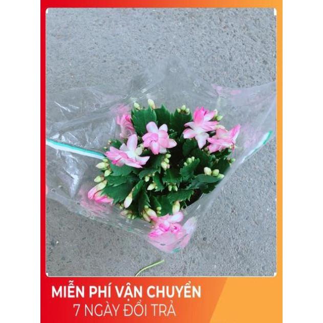 Cây Tiểu Quỳnh