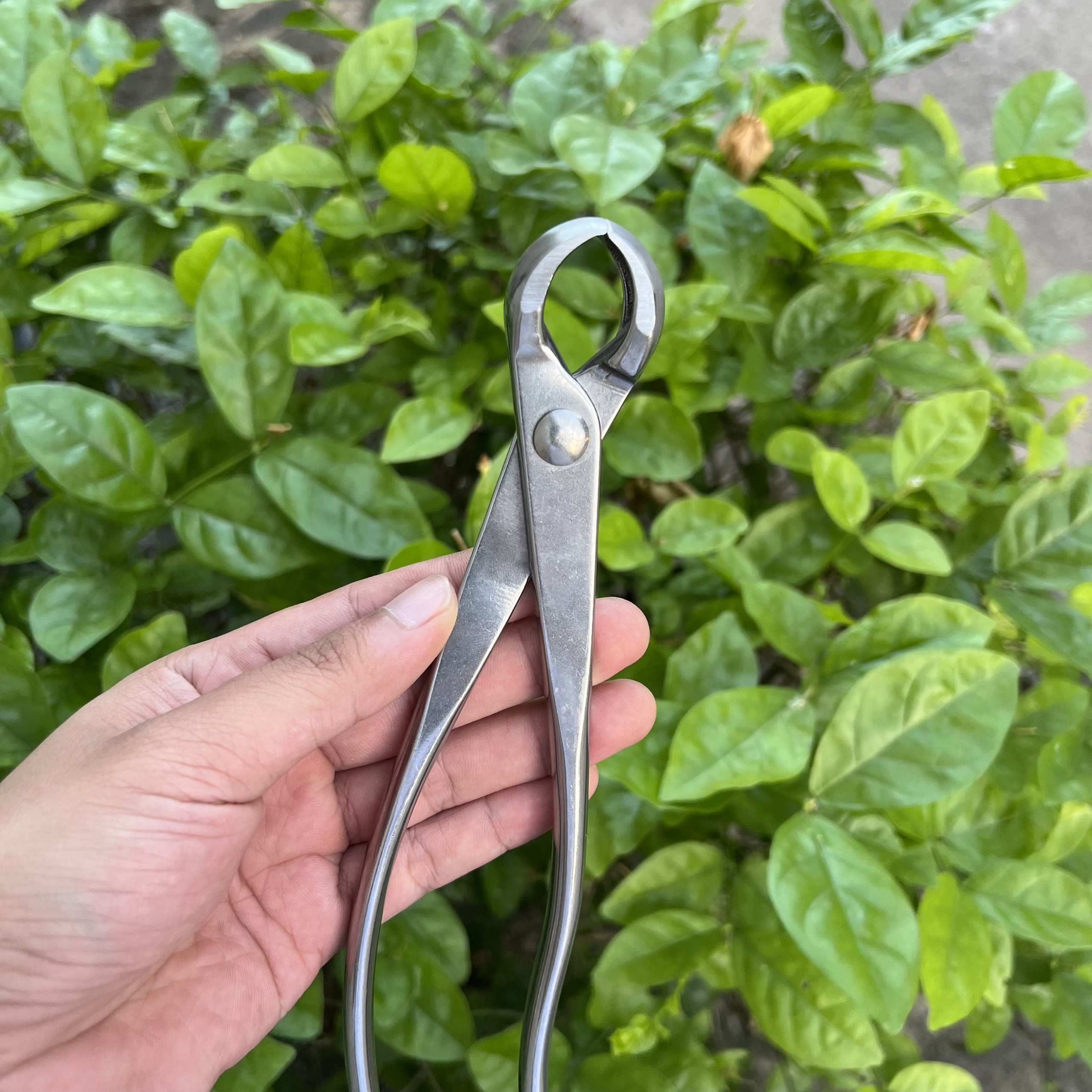 Kìm Cạp Tròn Thép Trắng Nguyên Khối Không Gỉ, Siêu Chắc và Bền ,Chuyên Dùng Cắt Sẹo, Tạo Sẹo Cây Bonsai , Cây Cảnh, Cây Kiểng