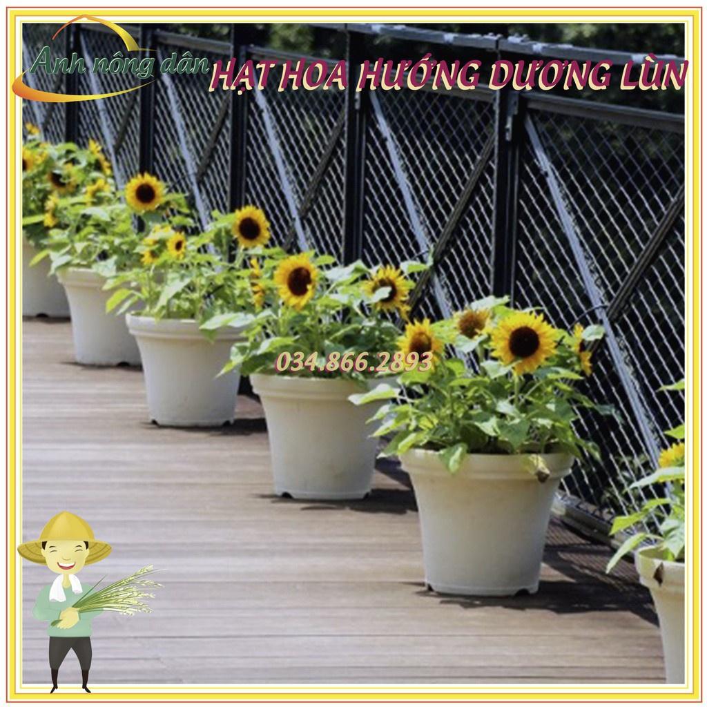 Gói 30 Hạt giống hoa hướng dương lùn hoa đơn F1 nở hoa đều