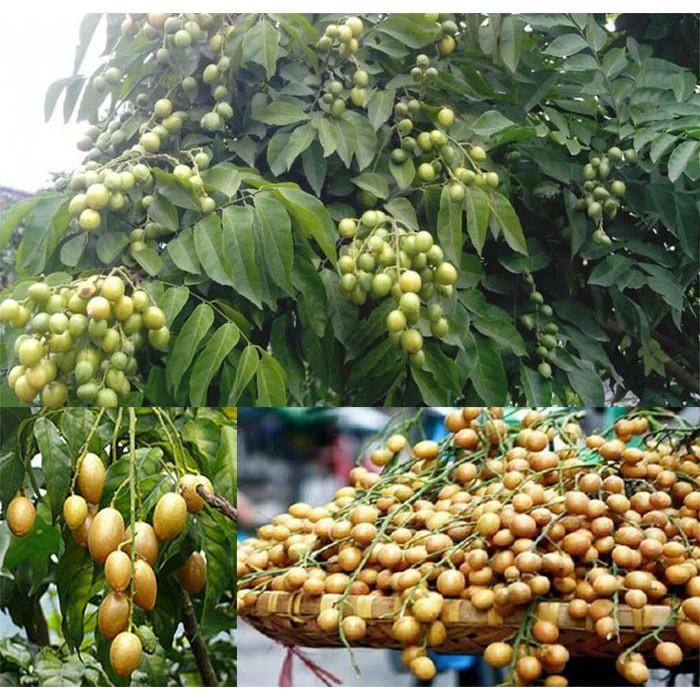 Giống Cây Quất Hồng Bì, Cây cao 50-60cm