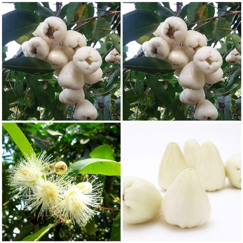 Cây Mận Trắng Sữa - Giống cây trồng cây ăn trái