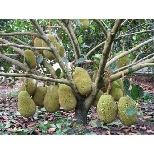 CÂY GIỐNG MÍT DAI TA MẬT ỐNG SIÊU QUẢ