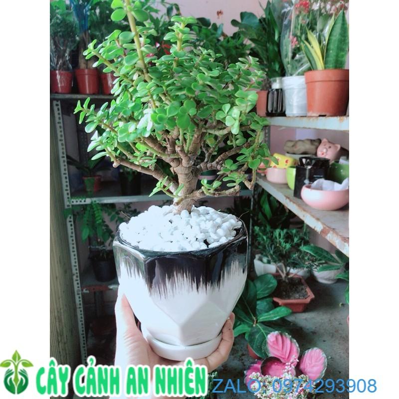 Chậu Cây Cành Vàng Lá Ngọc